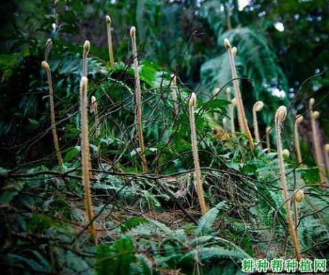 我的世界蕨菜有什么用？（我的世界蕨菜长哪里图片）