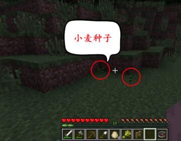 我的世界小麦种子怎么获得？（我的世界麦子种子在哪里）