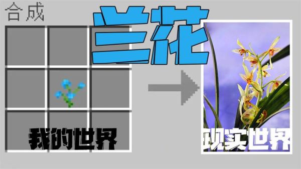 我的世界兰花在指令里面怎么写？（我的世界哪里容易出现兰花）