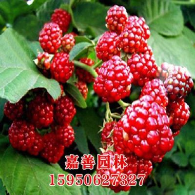 1.12我的世界哪里有浆果？（我的世界树莓丛在哪里）