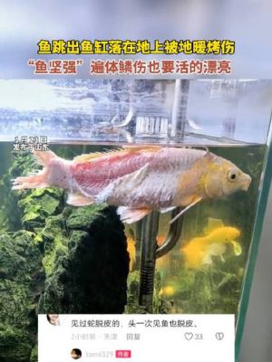 鱼跳出鱼缸摔在地上会不会死？（我的世界地下的鱼缸在哪里）