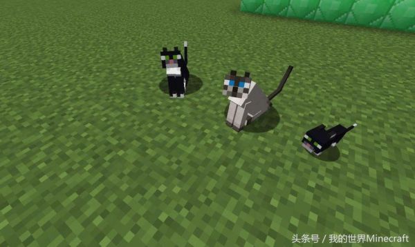 我的世界怎么收服猫？（我的世界驯服的猫在哪里）