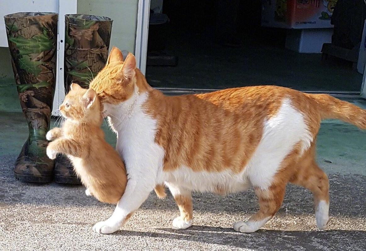 大猫会把生出来的小猫藏到哪里去？（我的世界的猫咪藏哪里了）