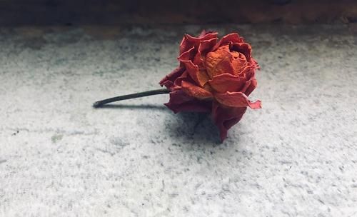 纵使玫瑰枯萎它依然是我的首先什么意思？（我的世界哪里有枯萎的玫瑰）