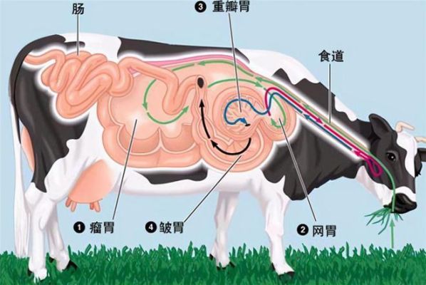 牛的进化全过程（我的世界牛的肚子在哪里）